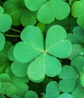 Fecha relevante: St Patrick - 17/03 Fecha relevante: St Patrick - 17/03