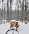 Paseo en trineo de Huskies en Abisko